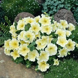 ����  ������� ����������� ������ ���������� (1��-1000�����) ���������������� ������, ������ �� 4160 ���