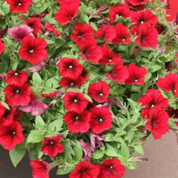 ����  ������� ��������� F1 ��� ���� ��� ����� (1��-100�����) ���������������� ������, ������ �� 4000 ���