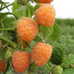 ����  ������ ��������, ������ �� 259 ���