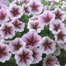 ����  ������� ��������� ����� ��������� ��� (1��-100�����) ���������������� ������, ������ �� 2720 ���