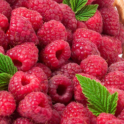 ����  ������ ������, ������ �� 239 ���