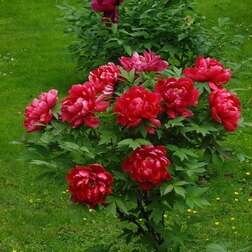 ����  ���� ����������� ���� ������, ������ �� 731 ���