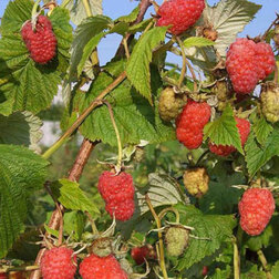 ����  ������ �������, ������ �� 239 ���