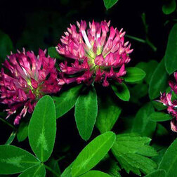 ����  ������ ������� ������� (1��-100��), ������ �� 136 ���