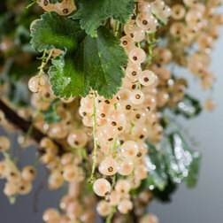 ����  ��������� ����� �����������, ������ �� 259 ���