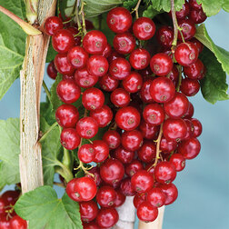 ����  ��������� ������� ������, ������ �� 259 ���