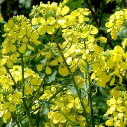 ����  ������� ����� (1��-0.5��), ������ �� 204 ���