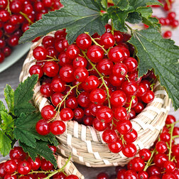 ����  ��������� ������� ��������� ���������, ������ �� 289 ���