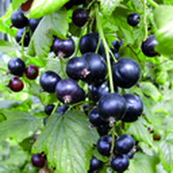 ����  ��������� ������ �����������, ������ �� 249 ���