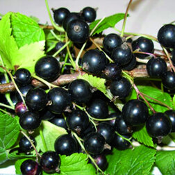 ����  ������� ��������� ������� (������), ������ �� 249 ���