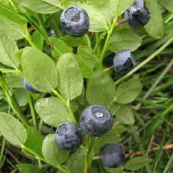 ����  ������� ������������ �������, ������ �� 999 ���