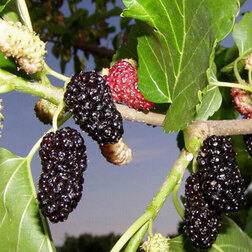 ����  ��������� ������, ������ �� 339 ���