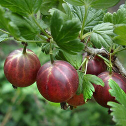 ����  ��������� �������� (��� �����), ������ �� 339 ���