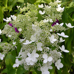 ����  ��������� ����������� (���������), ������ �� 612 ���