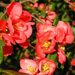 ����  ���� ������������ ���� ������, ������ �� 586 ���