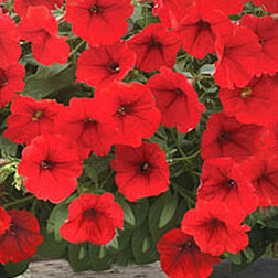 ����  ������� ��������� ����� ��� (1��-100�����) ���������������� ������, ������ �� 2720 ���