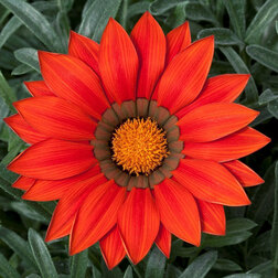 ����  ������� ������ ���� ��� (1��-100��) ���������������� ������, ������ �� 1040 ���