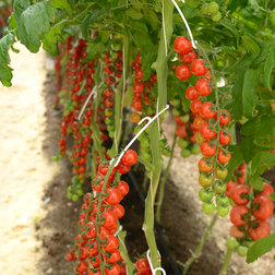 ����  �������������� ��� ������� - ������� ������ (10��.), ������ �� 154 ���