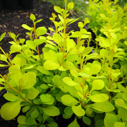 ����  �������� �������� ����� (������������), ������ �� 510 ���