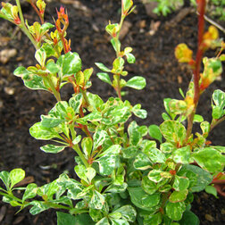 ����  �������� �������� �������� (������������), ������ �� 510 ���