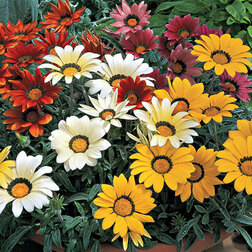 ����  ������� ������ ���� ���� (1��-100��) ���������������� ������, ������ �� 1040 ���