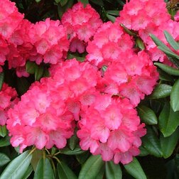 ����  ����������� ������������ ����������, ������ �� 935 ���