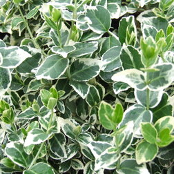 ����  ��������� ������� ������� �����, ������ �� 535 ���