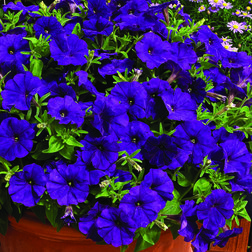 ����  ������� ���������� ��������� ��� (1��-100�����) ���������������� ������, ������ �� 528 ���