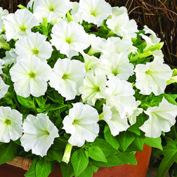 ����  ������� ���������� ��������� ���� (1��-100�����) ���������������� ������, ������ �� 528 ���