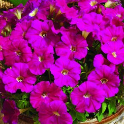 ����  ������� ���������� ��������� ������ (1��-100�����) ���������������� ������, ������ �� 528 ���