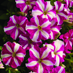 ����  ������� ���������� ��������� ���� ���� (1��-100�����) ���������������� ������, ������ �� 528 ���