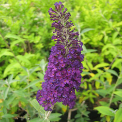 ����  ������� ������� ������ ���� ����, ������ �� 552 ���