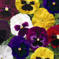 ����  ����� ��������������� �������� ���� (1��-100��) ���������������� ������, ������ �� 1008 ���