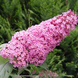 ����  ������� ������ ���� ������, ������ �� 552 ���