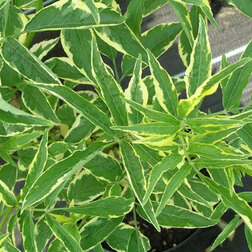 ����  ������ ������ ��������, ������ �� 646 ���