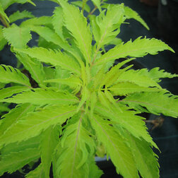 ����  ������ ������ �����, ������ �� 459 ���