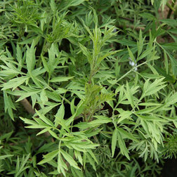 ����  ������ ������ ���������, ������ �� 459 ���