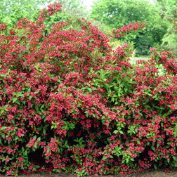 ����  ������� �������� ������� ������� ����, ������ �� 467 ���