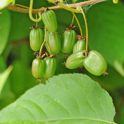 ����  ��������� ��������� ���������, ������ �� 519 ���