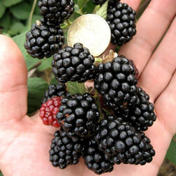 ����  ������� ��� ���� (���������), ������ �� 479 ���