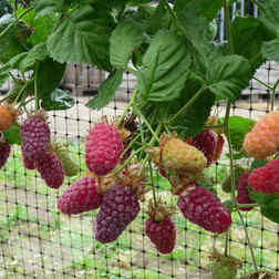 ����  ��������� ����������, ������ �� 479 ���