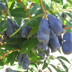 ����  ��������� ��������� �����, ������ �� 349 ���