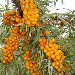 ����  ������� �������� ������� (��� �������), ������ �� 369 ���