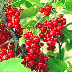 ����  ��������� ������� �����������, ������ �� 259 ���