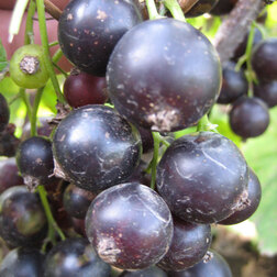 ����  ������� ��������� �������� (������), ������ �� 259 ���