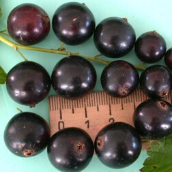 ����  ��������� ������ ������, ������ �� 249 ���