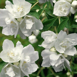 ����  ������ ������� (��������) ������� ����, ������ �� 510 ���