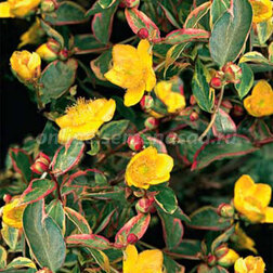 ����  �������� ������ ��������, ������ �� 527 ���