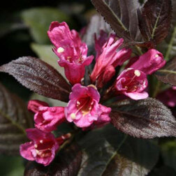 ����  ������� �������� ����� ����, ������ �� 731 ���