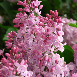 ����  ������ ����������� ������, ������ �� 603 ���